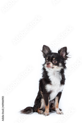 Chihuahua isolated on white background © stnazkul