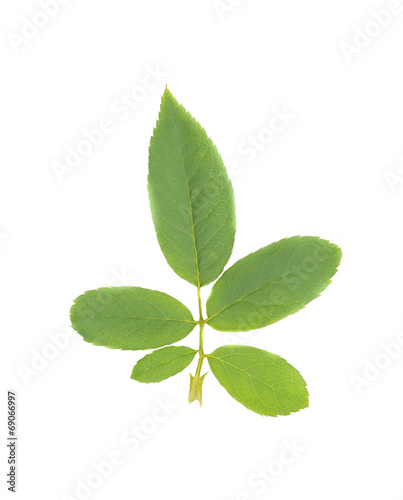 green rose leaf on white background