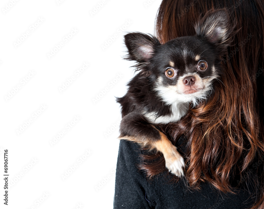 Chihuahua climbing on woman's shoulder stairing