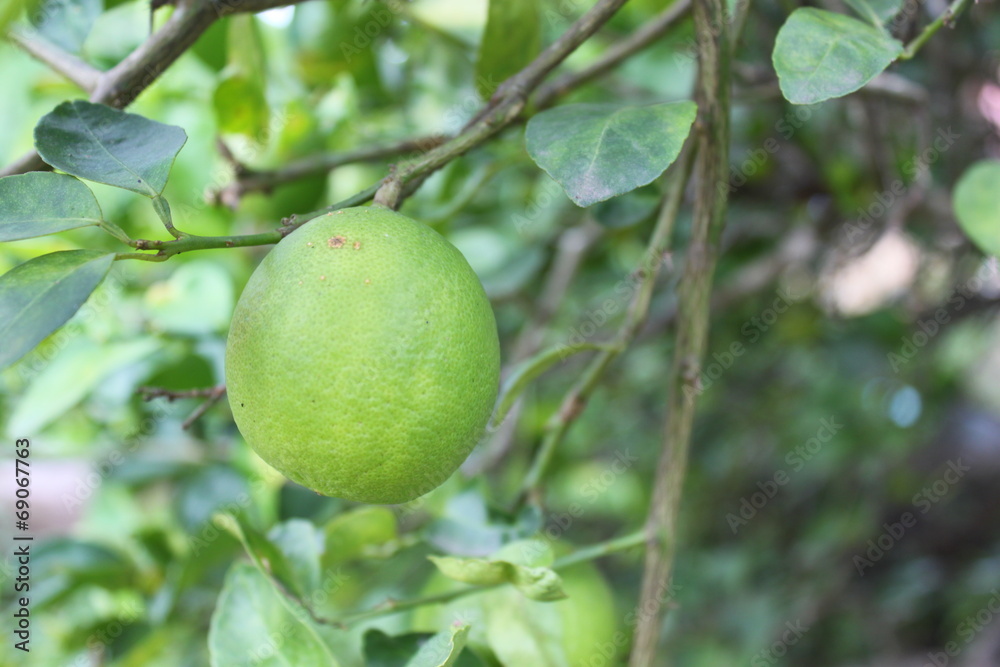 Lemons oval citrus fruit