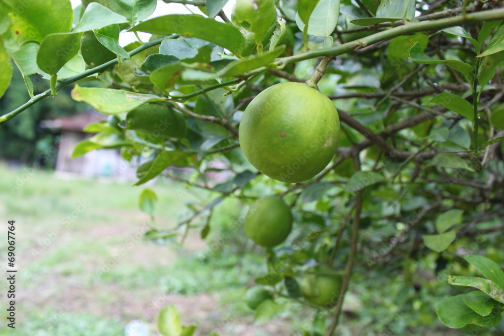 Lemons oval citrus fruit