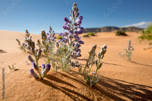 Fototapeta Naklejka Na Ścianę i Meble -  desert flowers
