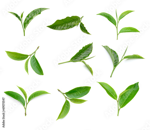 Green tea leaf collection isolated on white background