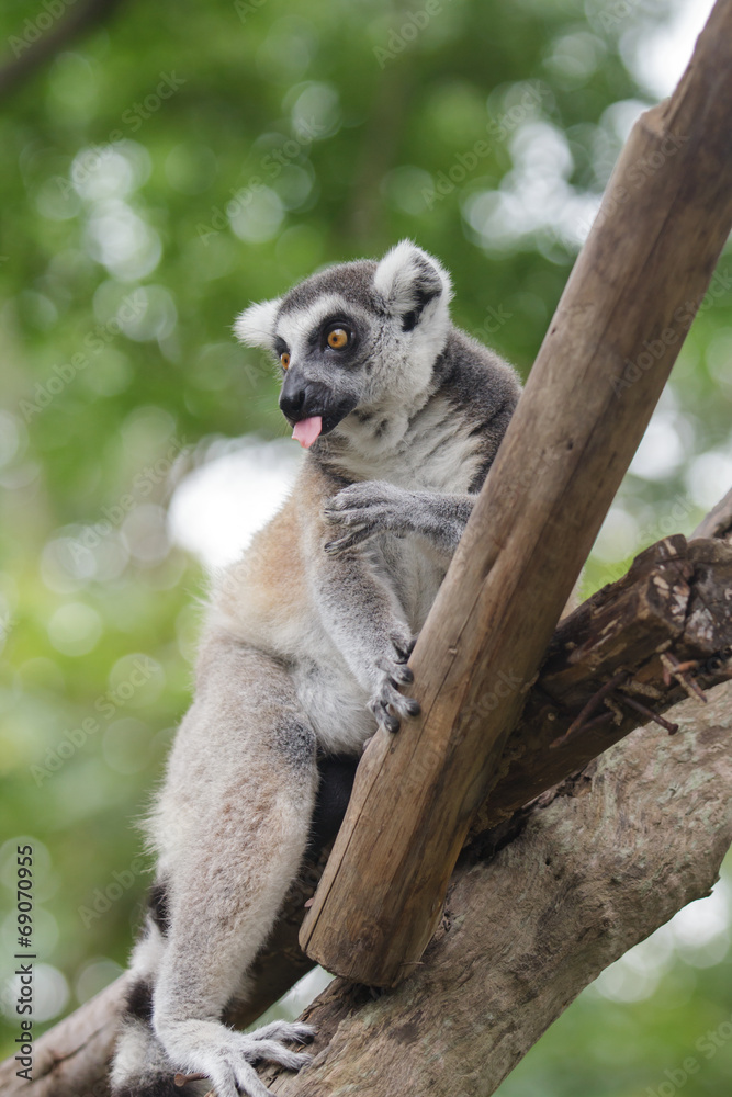 Naklejka premium Ring tailed lemur