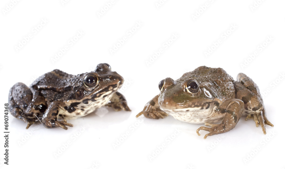 Fototapeta premium common frog