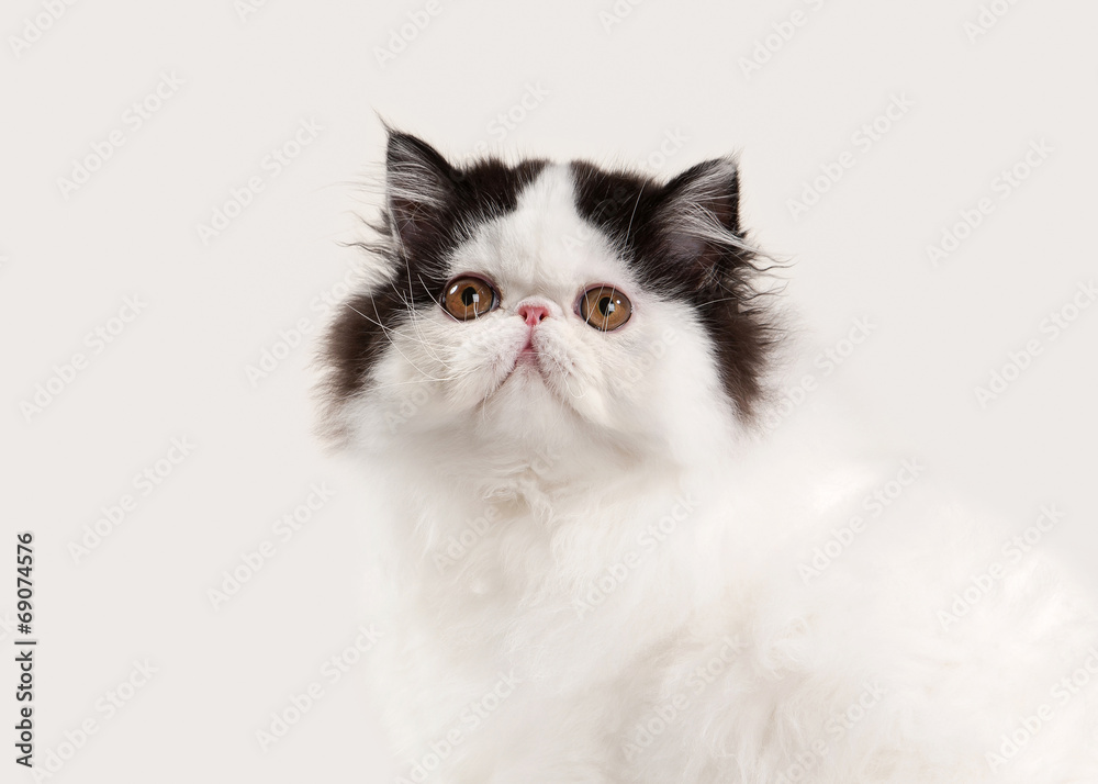 small persian kitten on white background