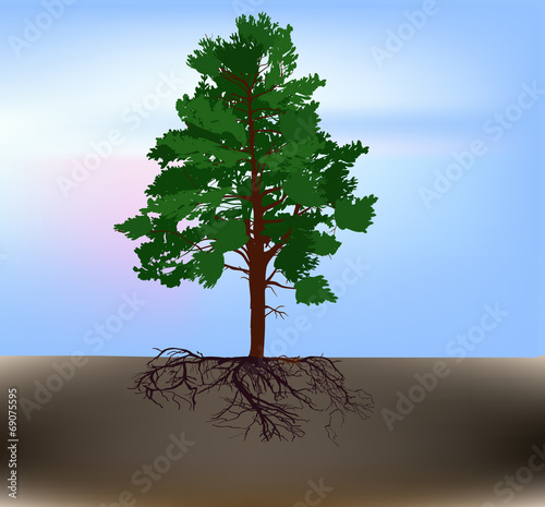 green pine tree with root in dirt