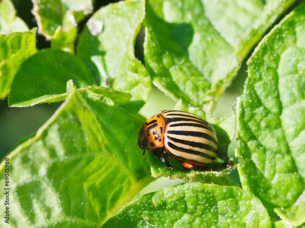 ten-lined potato beetle in potatoes leaves ten-lined potato beetle in potatoes leaves