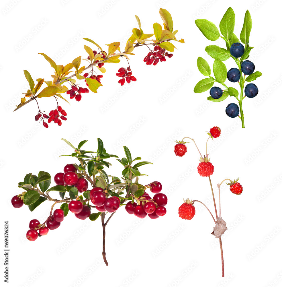 four branches with forest berries on white four branches with forest berries on white