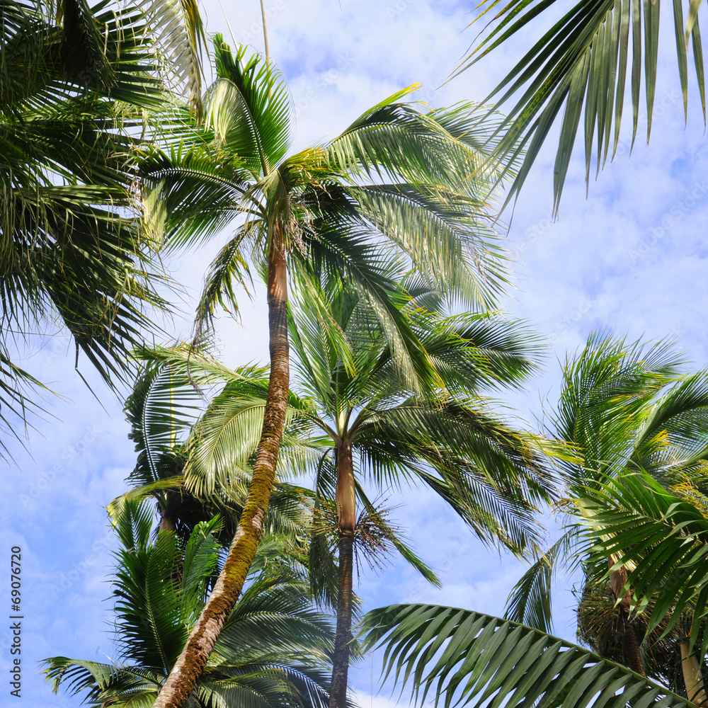 Obraz premium palmier