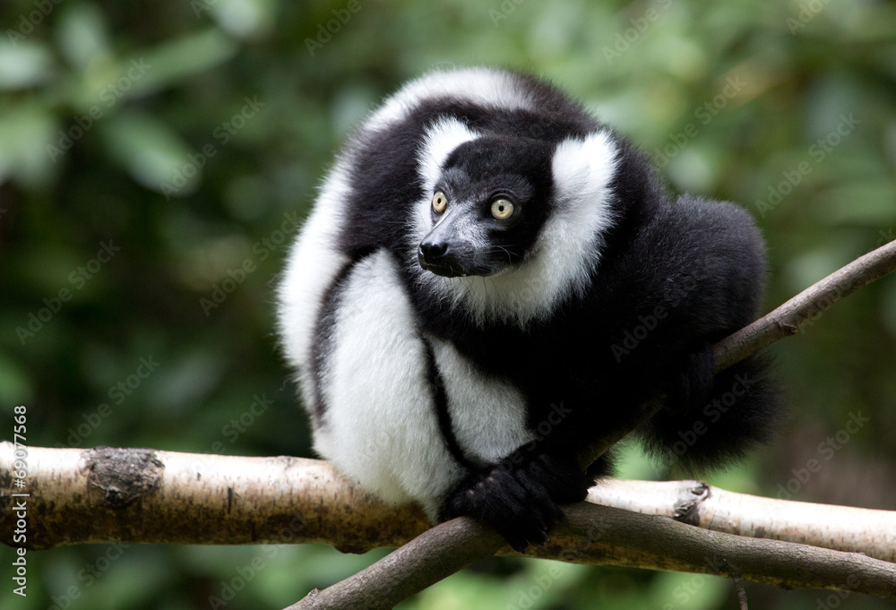 Fototapeta premium kleiner Affe