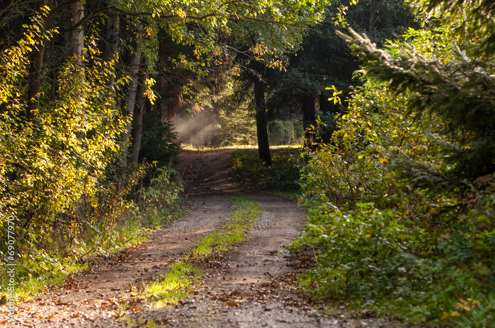 Obraz premium Path in forest with mysterious lighting.