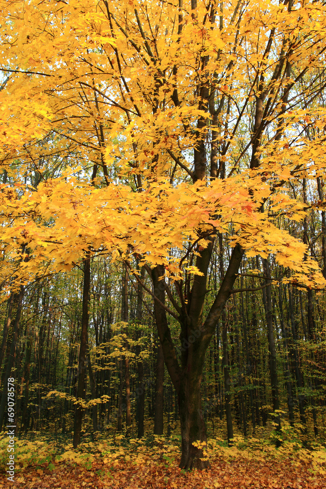 Fototapeta premium Maple with yellow leaves in autumn forest.