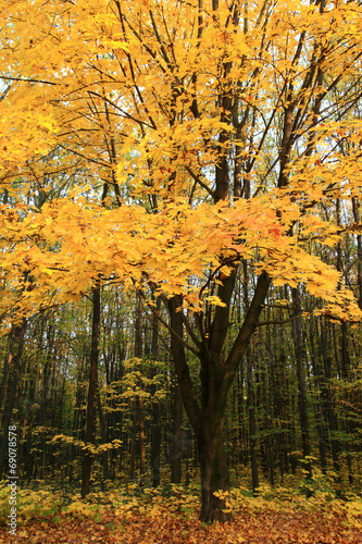 Maple with yellow leaves in autumn forest.