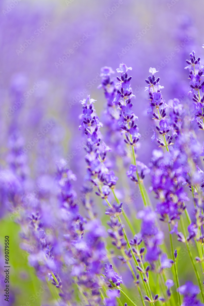 Fototapeta premium ラベンダー