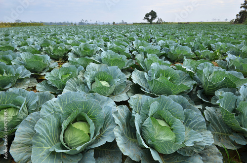 Fototapeta Cabbage field