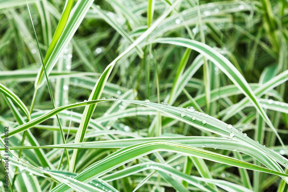 wet green blades of carex morrowii japonica wet green blades of carex morrowii japonica
