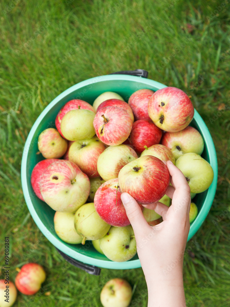girl collects ripe apples in bucket in garden