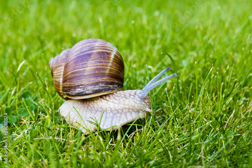 Snail in grass