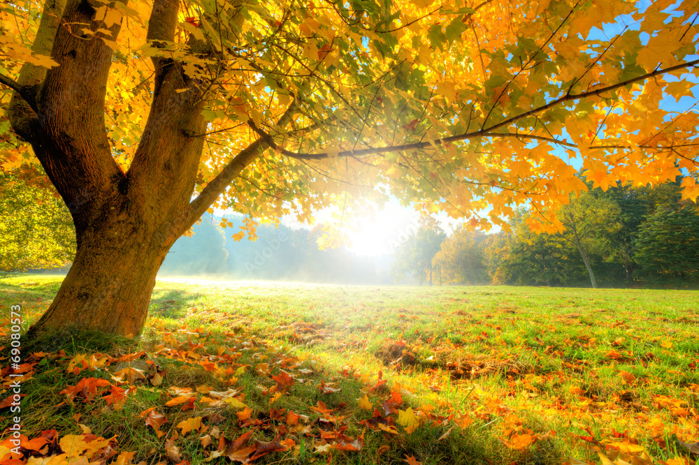 Beautiful autumn tree with fallen dry leaves - obrazy, fototapety, plakaty 