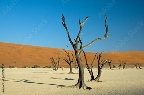 Dead vlei