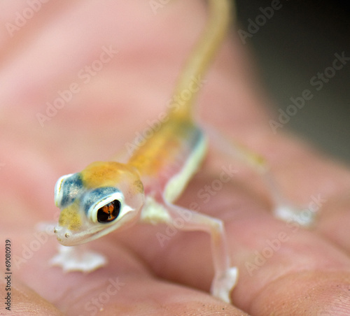 Palmato gecko photo