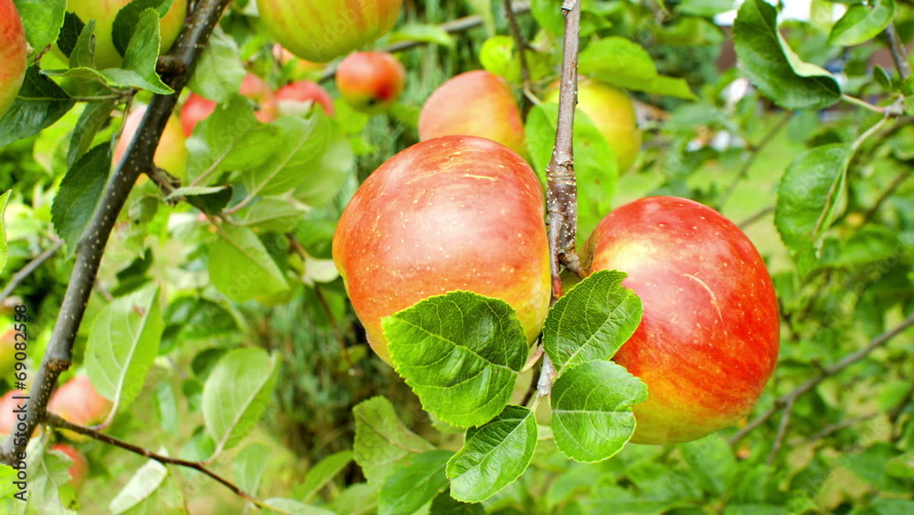 Green apple tree with red apples