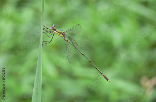 libellula (Lestes viridis)