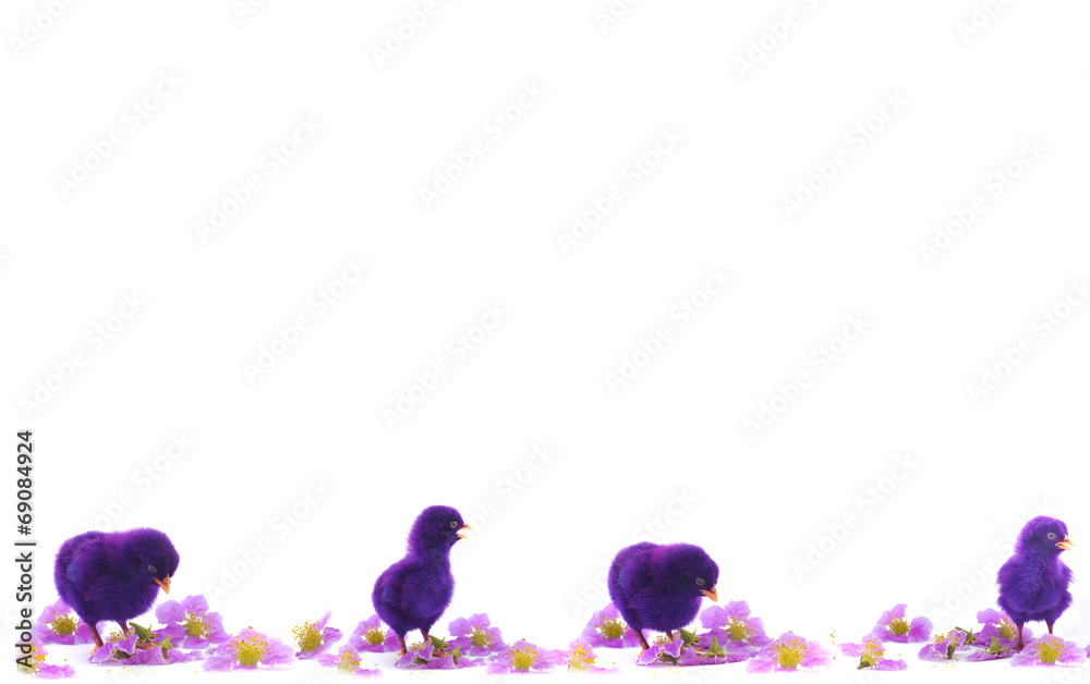 colourful chicks on white background
