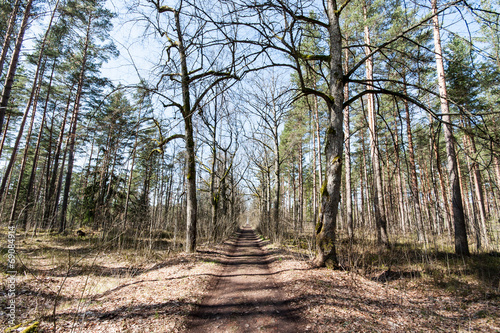 country road in forest © Martins Vanags