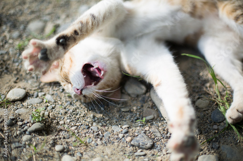 ねこ