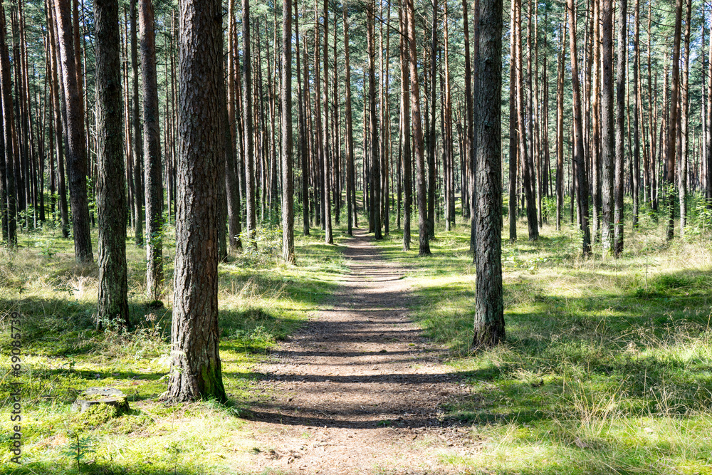 slightly lit road in the forest