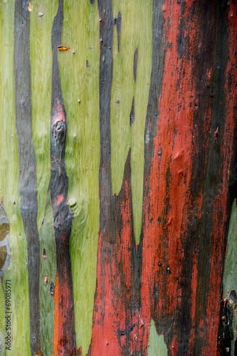 tree background