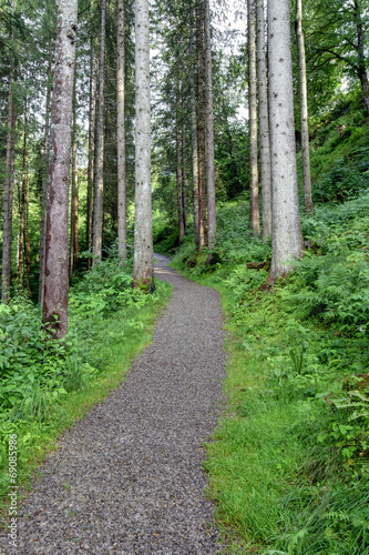 Waldweg im Nadelwald