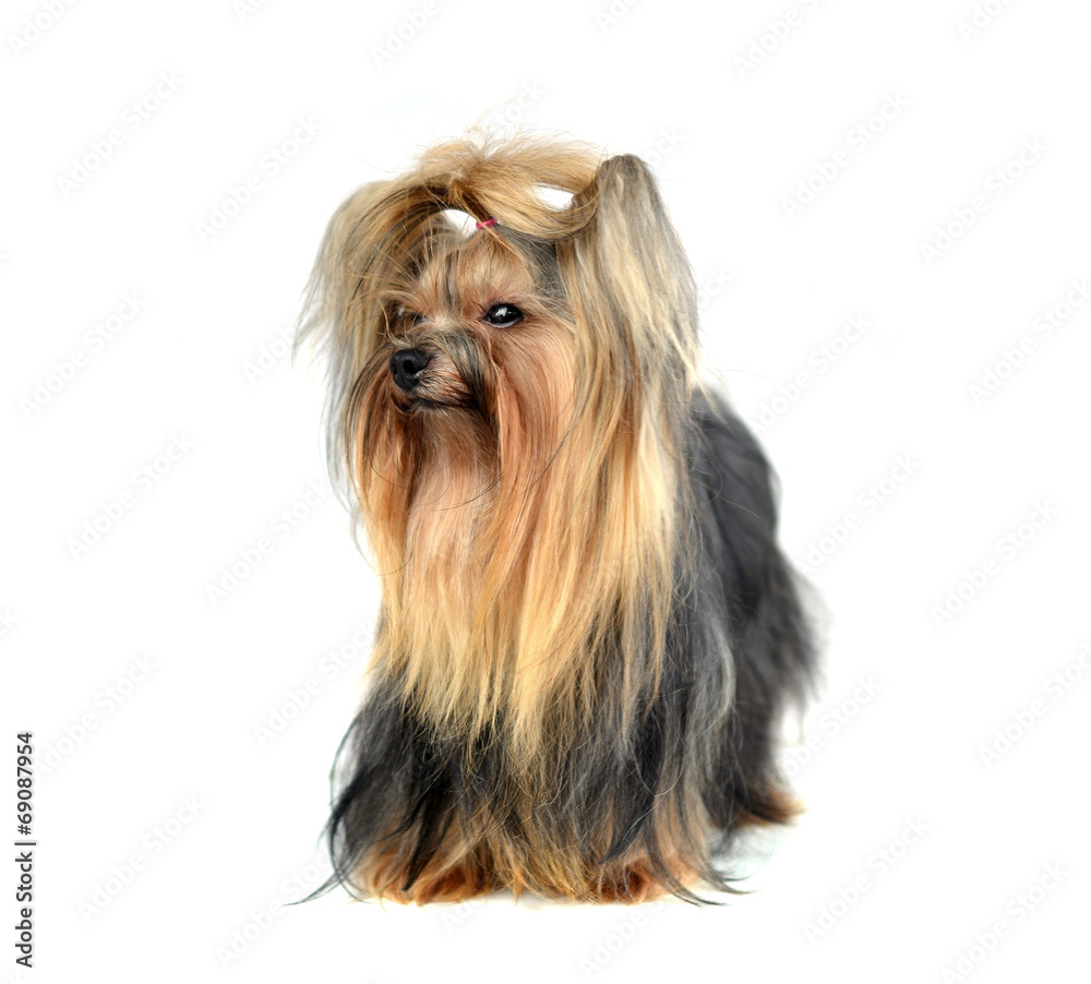 Dog yorkshire terrier isolated on white Dog yorkshire terrier isolated on white