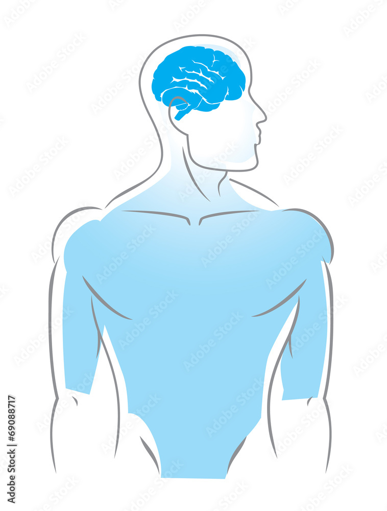 anatomy vector anatomy vector