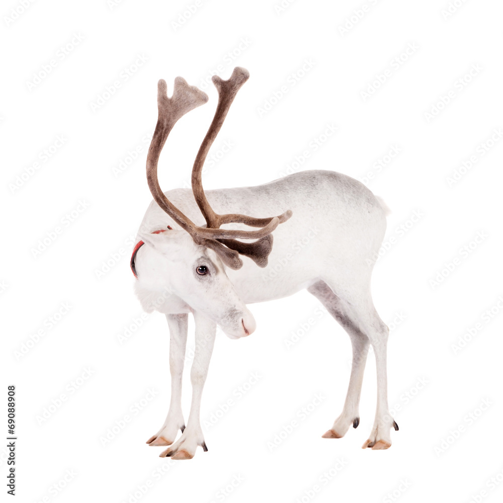 Fototapeta premium Reindeer or caribou, on the white background