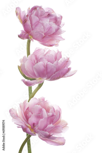 Fototapeta Naklejka Na Ścianę i Meble -  tulip