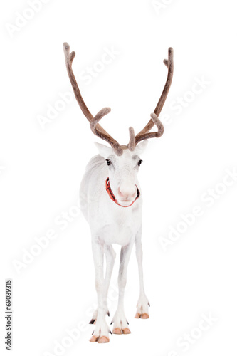 Reindeer or caribou  on the white background