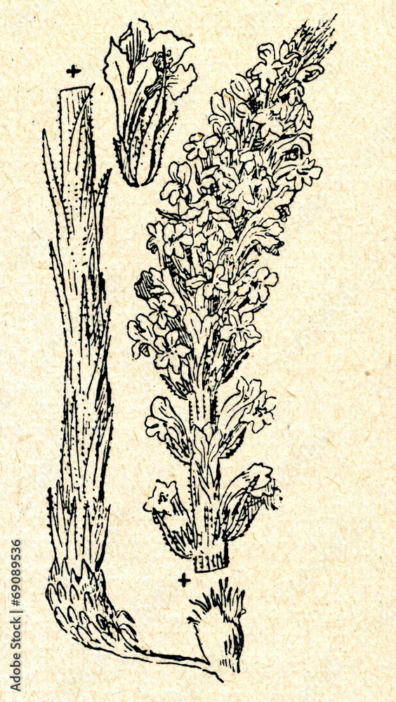 Fototapeta premium Knapweed broomrape (Orobanche elatior)