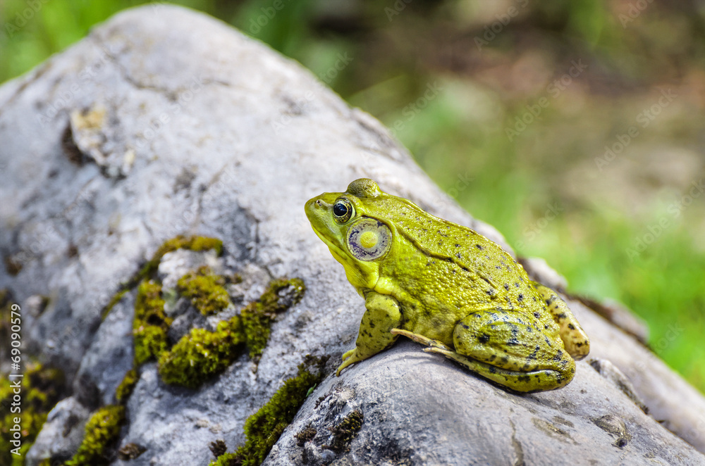 Frog on Rock