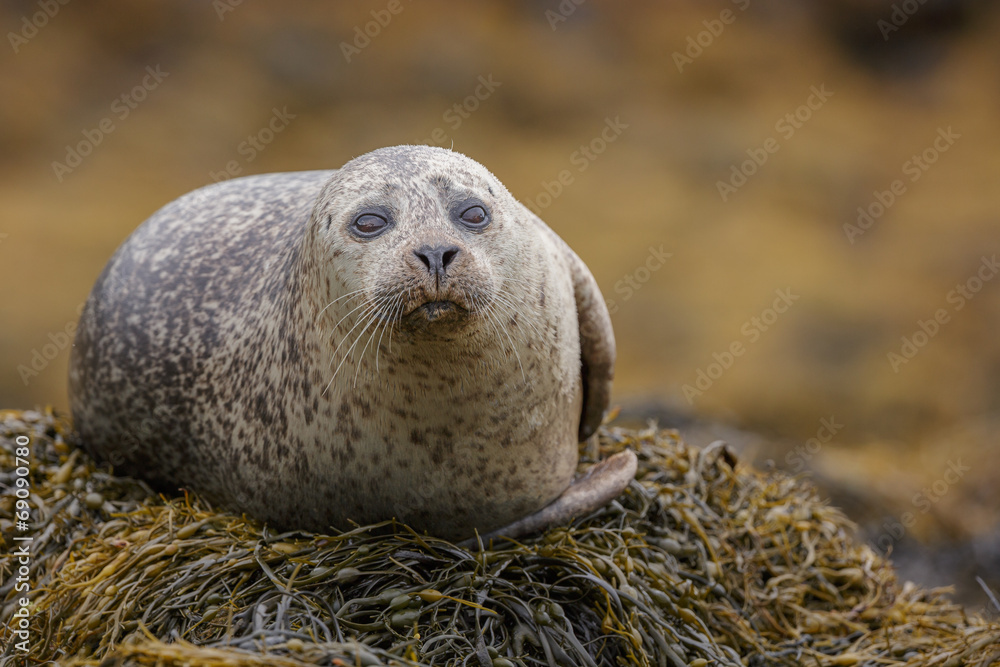 Naklejka premium Grey seal, staring at the camera