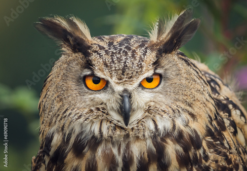 Eagle owl stare