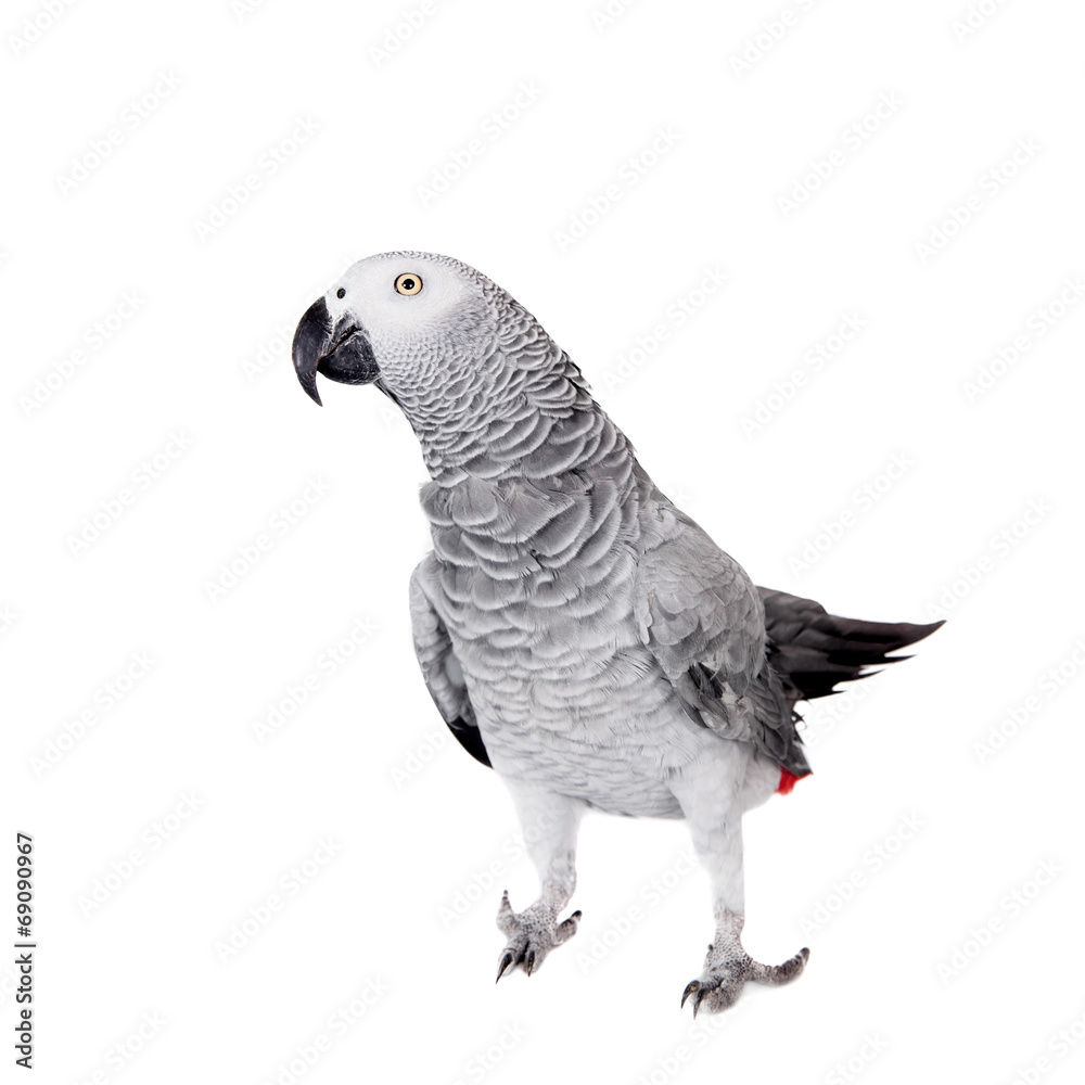 Naklejka premium African Grey Parrot, isolated on white background