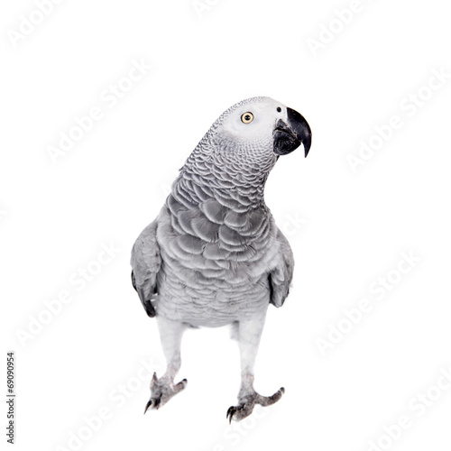 African Grey Parrot  isolated on white background