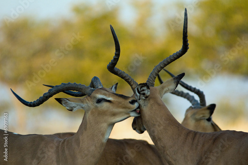 Photography Impala licking another tenderly