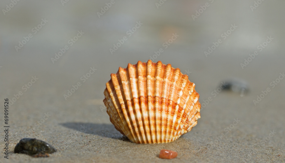 Shell on a sand. Shell on a sand.
