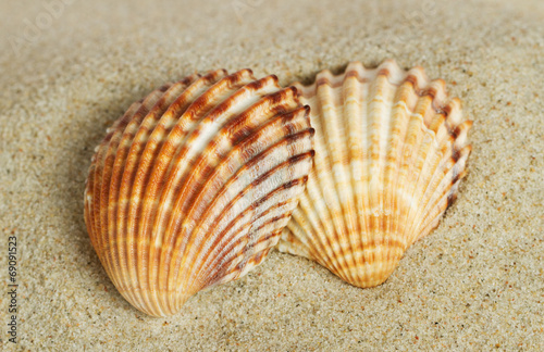 Two shells.