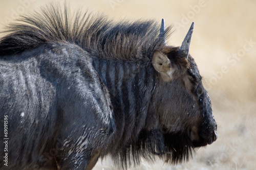 Wildebeest