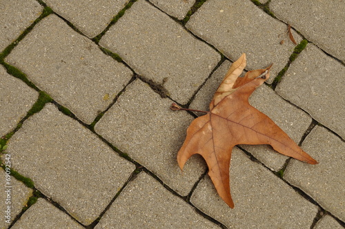 Fotografie autumn rusty leaf on a brick road